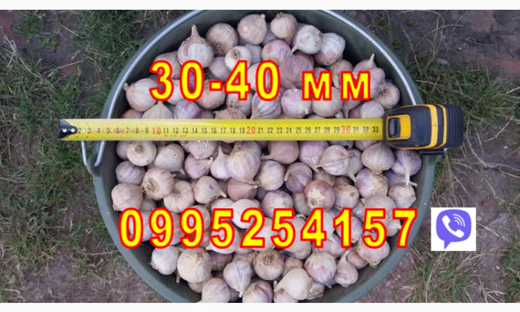 Продажа Воздушка Любаша Чеснок - фото № 3