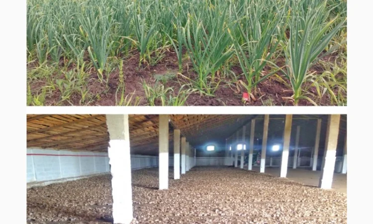 Продажа Воздушка Любаша Чеснок - фото № 4