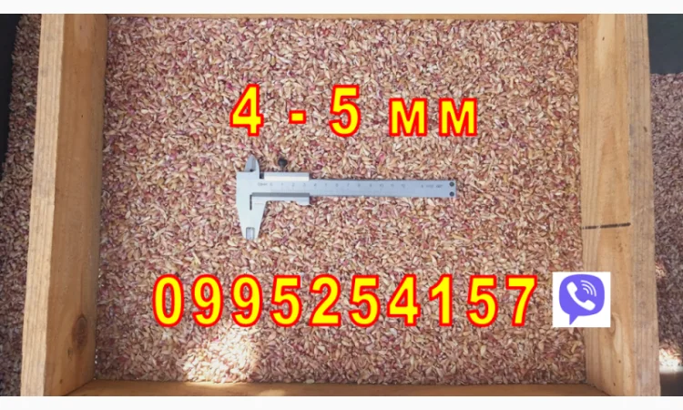 Продажа Воздушка Любаша Чеснок - фото № 6