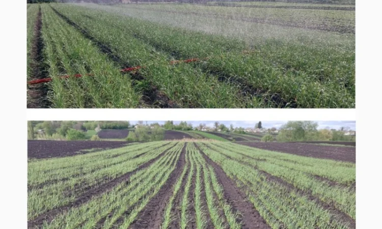 Продажа Воздушка Любаша Чеснок - фото № 7