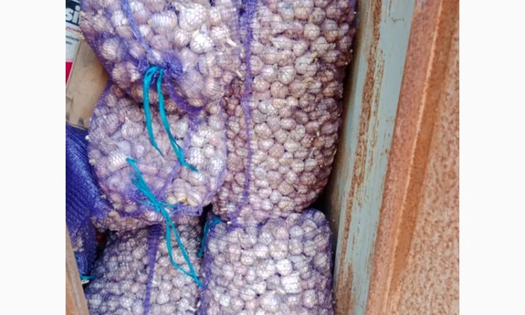 Часник сорт Любаша для посадки - фото № 1