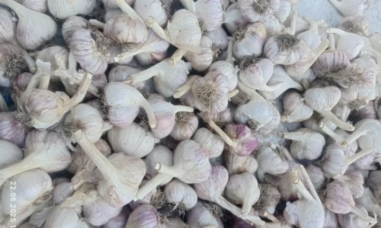 Часник сорт Любаша на продажу - фото № 1