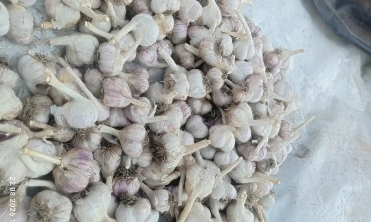 Часник сорт Любаша на продажу - фото № 2