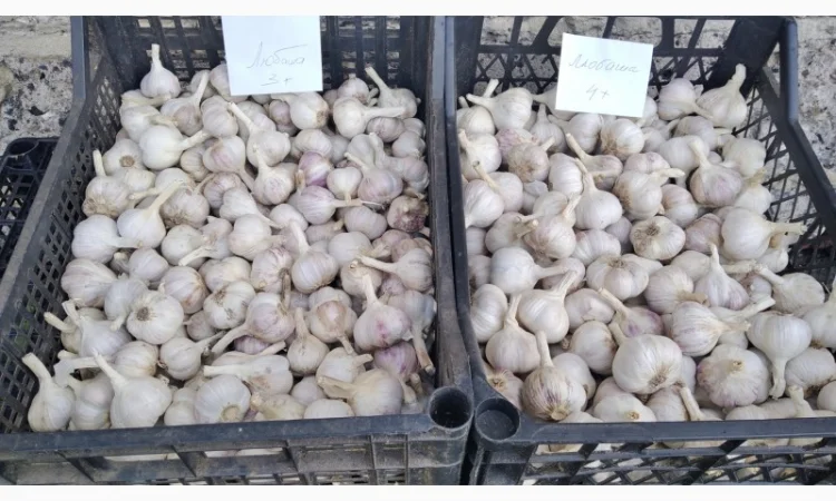 Часник Любаша на продаж - фото № 1