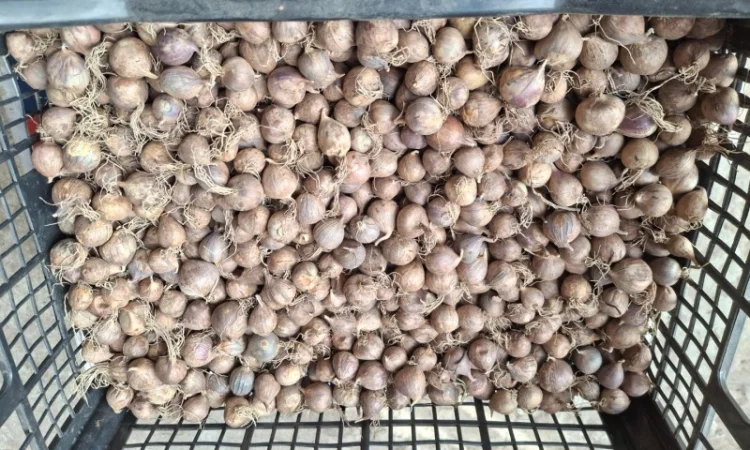 Продаж часнику Любаша в Шостці - фото № 1