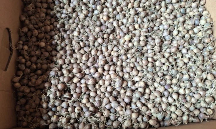 Продаж часнику Любаша в Шостці - фото № 2