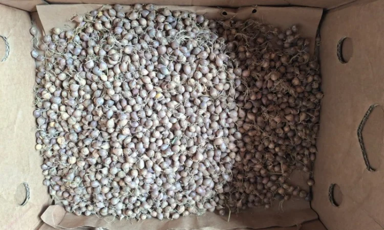 Продаж часнику Любаша в Шостці - фото № 3