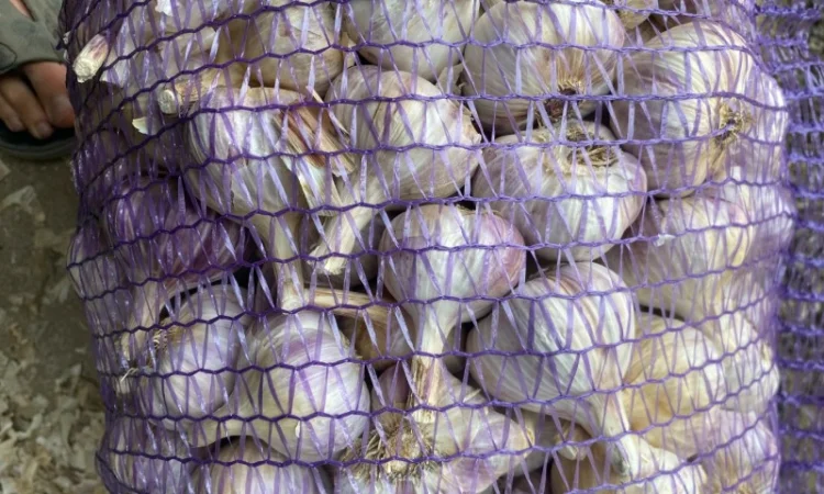 Часник Любаша в оптових обсягах - фото № 1