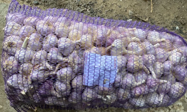 Часник Любаша в оптових обсягах - фото № 2