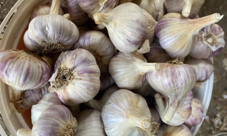 Часник Любаша в оптових обсягах - фото № 3