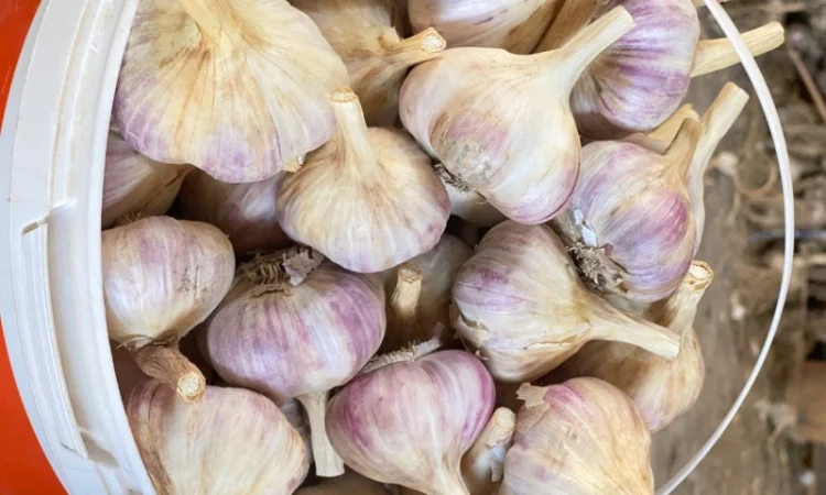 Часник Любаша в оптових обсягах - фото № 5