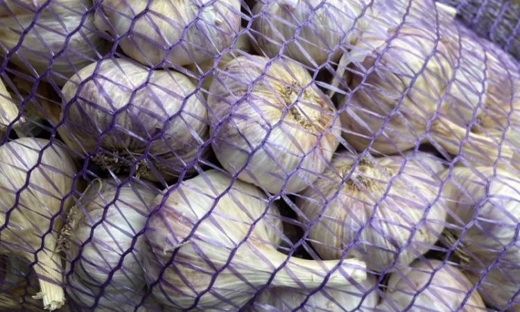 Продажа насіння часнику Любаша - фото № 2