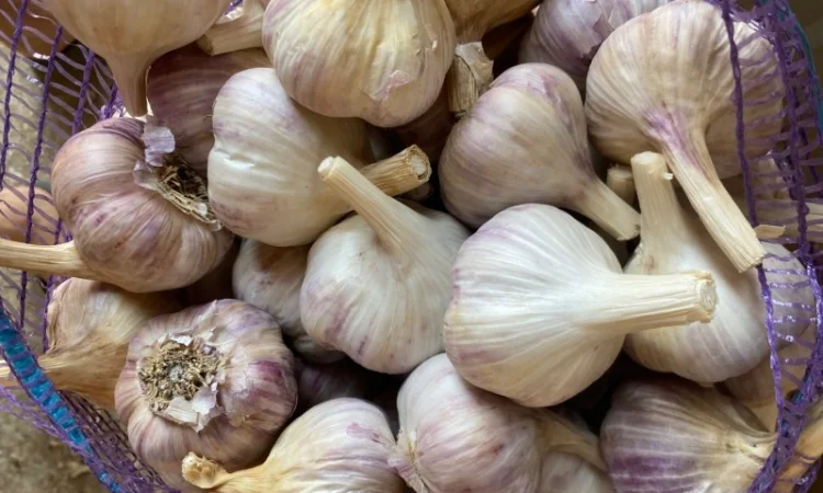 Продажа насіння часнику Любаша - фото № 3