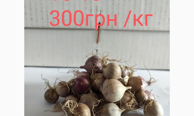 Продажа однозубки часника сорта Любаша - фото № 1