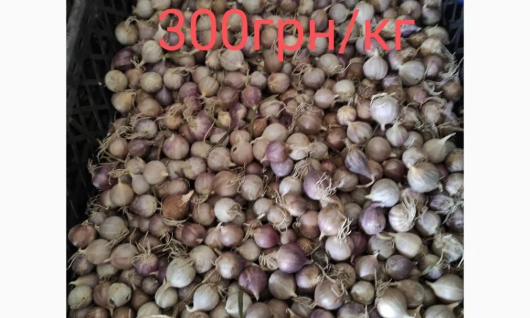 Продажа однозубки часника сорта Любаша - фото № 2