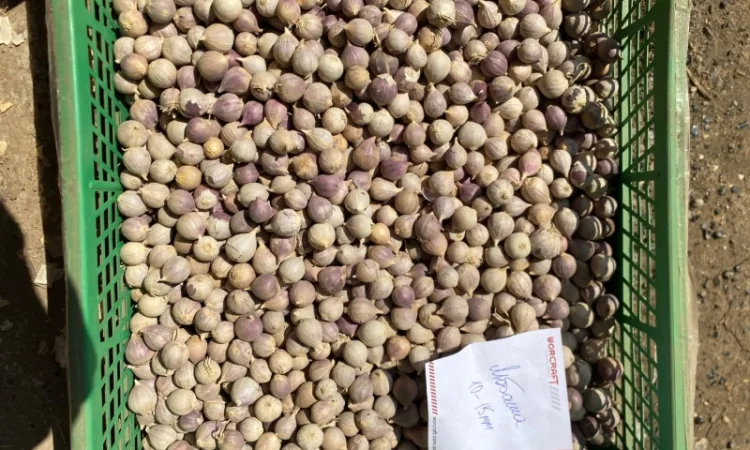 Продажа однозубки часнику Любаша - фото № 1