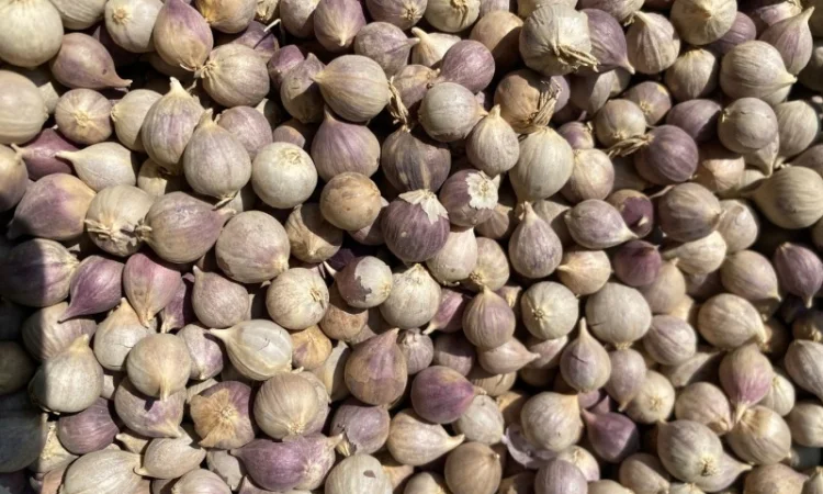 Продажа однозубки часнику Любаша - фото № 3