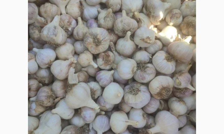 Продам озимий часник 70 кг - фото № 1