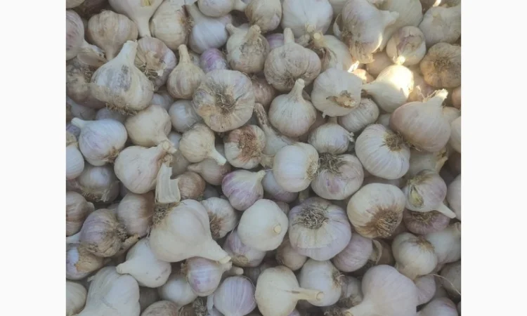 Продам озимий часник 70 кг - фото № 2