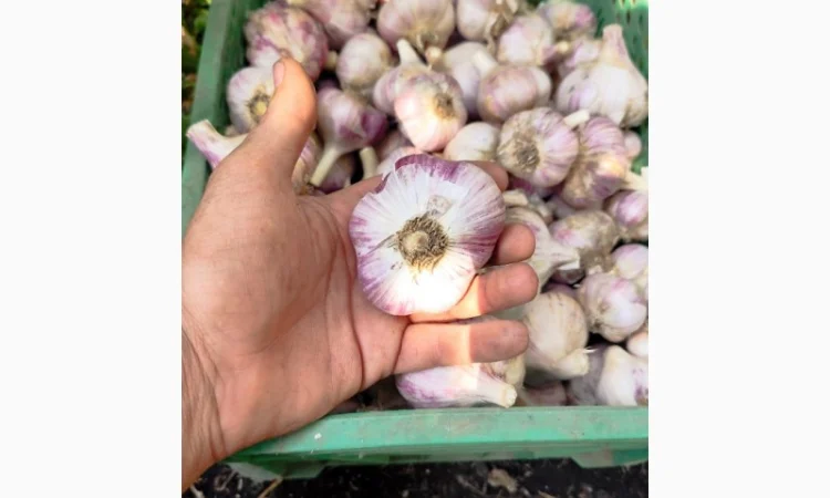 Продаю чеснок Любаша оптом - фото № 1