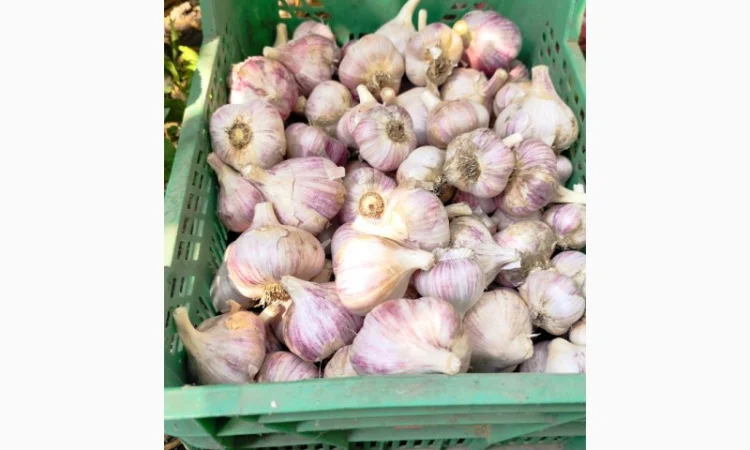 Продаю чеснок Любаша оптом - фото № 2