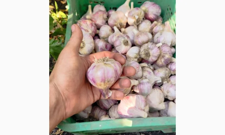 Продаю чеснок Любаша оптом - фото № 3