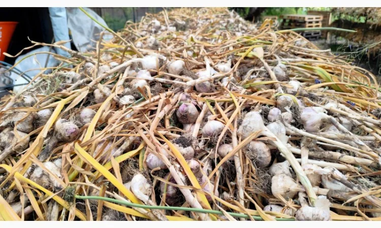 Продаю чеснок Любаша оптом - фото № 4