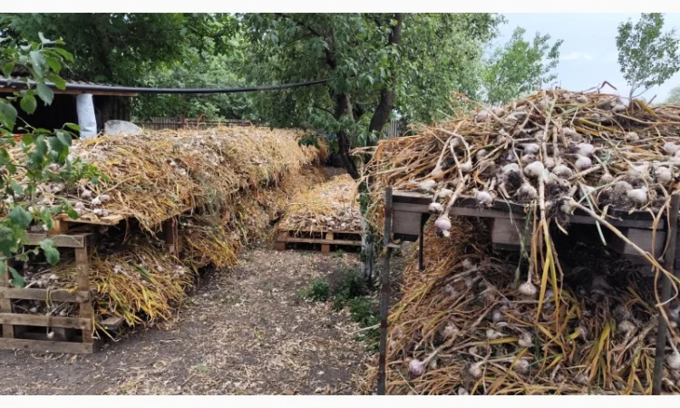 Продаю чеснок Любаша оптом - фото № 6