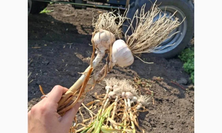 Продаж свіжовикопаного часнику Любаша - фото № 2