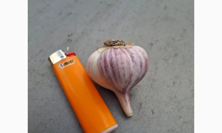 Продаж свіжовикопаного часнику Любаша - фото № 3