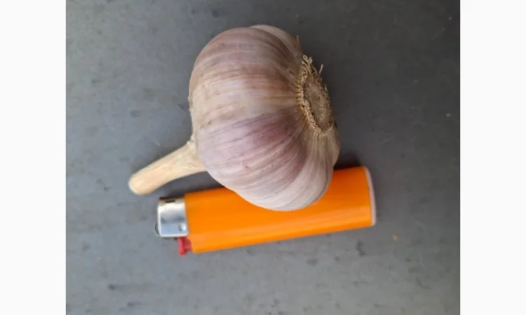 Продаж свіжовикопаного часнику Любаша - фото № 4