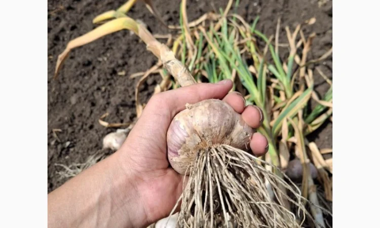 Продаж свіжовикопаного часнику Любаша - фото № 5