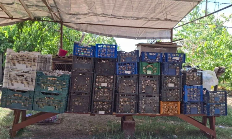 Продаж свіжовикопаного часнику Любаша - фото № 6