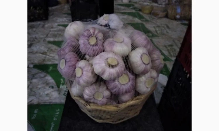 Продажа Часник Єгипет оптом - фото № 1