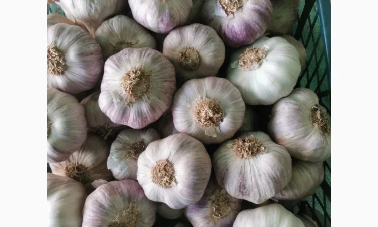 Продажа Часник Єгипет оптом - фото № 2