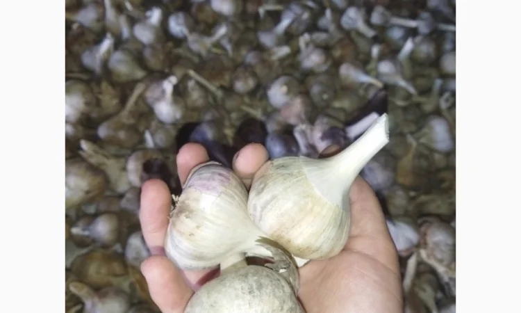 Продажа чеснока Рокамболь и Любаша - фото № 1