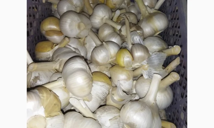 Продажа чеснока Рокамболь и Любаша - фото № 2