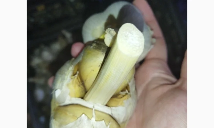 Продажа чеснока Рокамболь и Любаша - фото № 3