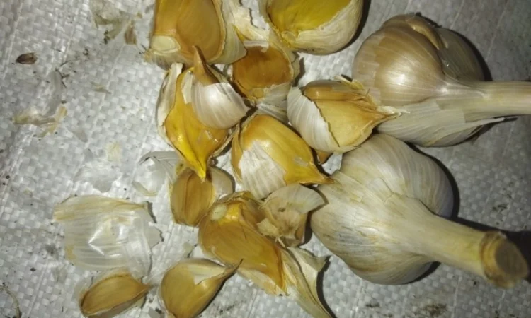 Продажа чеснока Рокамболь и Любаша - фото № 4