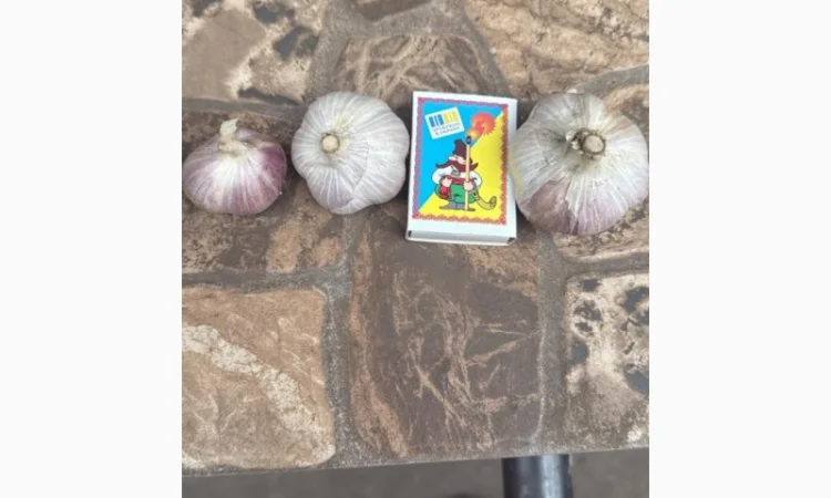 Товарний часник сорт Любаша на продаж - фото № 1