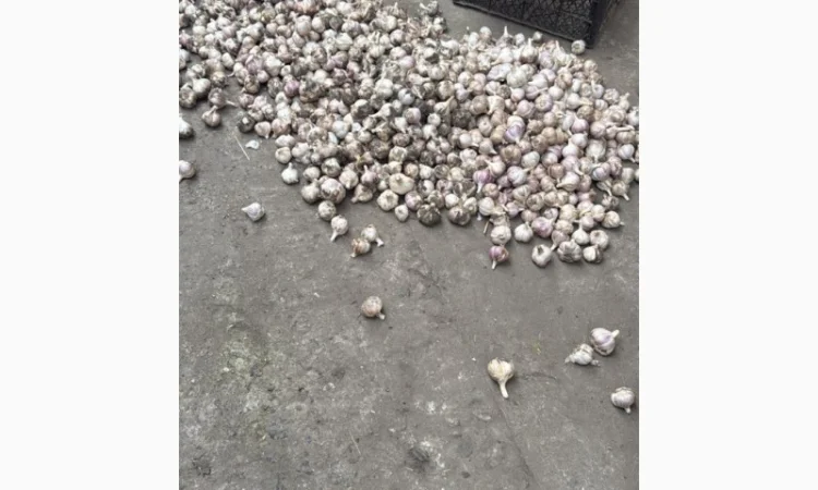 Товарний часник сорт Любаша на продаж - фото № 2