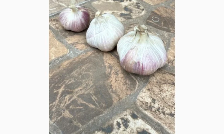 Товарний часник сорт Любаша на продаж - фото № 3