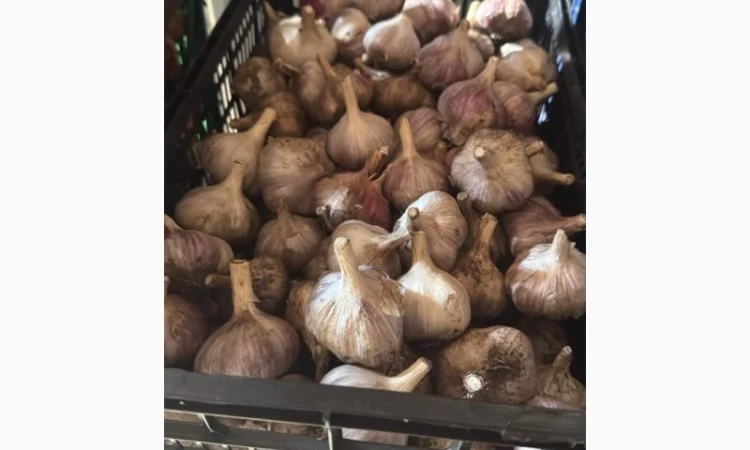 Товарний часник сорт Любаша на продаж - фото № 4