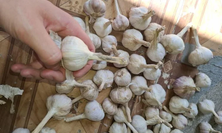 Чеснок для переработки и использования в пищевой промышленности - фото № 1