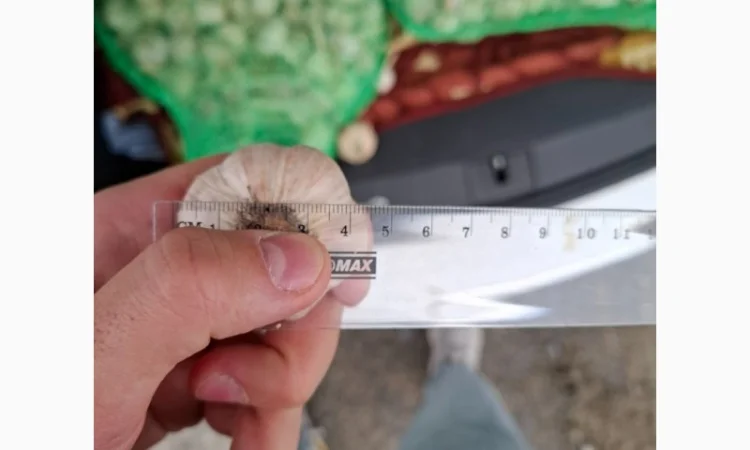 Чеснок для переработки и использования в пищевой промышленности - фото № 3