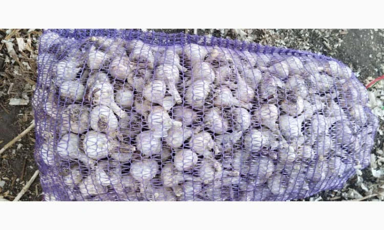 Чеснок для переработки и использования в пищевой промышленности - фото № 6