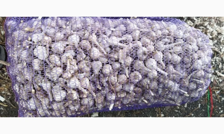 Чеснок для переработки и использования в пищевой промышленности - фото № 7