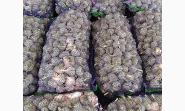 Чеснок для переработки и использования в пищевой промышленности - фото № 8