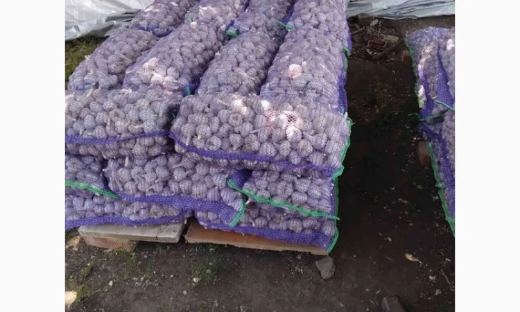 Чеснок для переработки и использования в пищевой промышленности - фото № 9