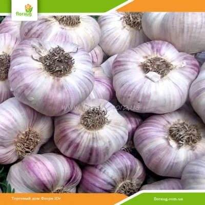 Часник Любаша на продаж - фото № 1